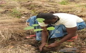 L’AGAD : RUFISQUE, VILLE-TEST : REBOISEMENT DE CINQUANTE  MILLIONS (50.000.000) D’ARBRES  A TRAVERS  LE PAYSPAR