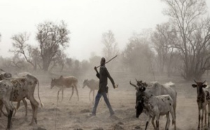 Un jeune éleveur peulh écope de 3 mois ferme : il avait asséné des coups de hache à son antagoniste