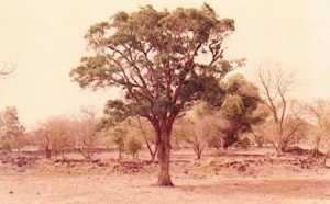 TATA ET ARBRE MOUSSA MOLO BALDE : Ces sites mythiques et mystiques de Kolda