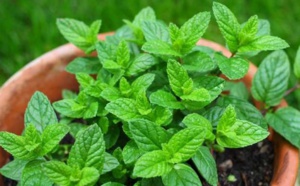 7 plantes qui éloignent les moustiques