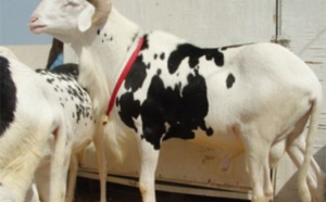 Approvisionnement en moutons de Tabaski : Mahammed Dionne prend une batterie de mesures