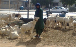 Reportage-Tabaski : Les vendeurs de moutons plus préoccupés par la cherté du prix du transport que par la TVA levée de 18%