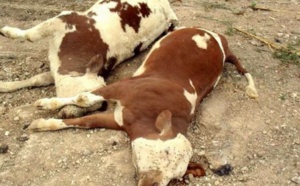 Fièvre aphteuse: Ravages à Kolda et Sédhiou, situation plus inquiétante en Guinée voisine