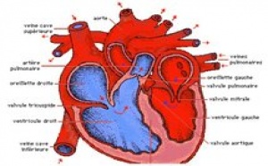 Prise en charge des maladies cardiovasculaires : Le Sénégal sera doté d’une salle d’angiographie en 2011