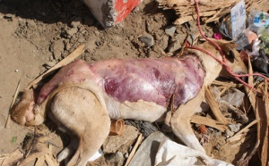 TROUVE EN TRAIN DE DEPECER UN CHIEN : Le «Boucher» dit avoir voulu prier sur la peau pour faire fortune