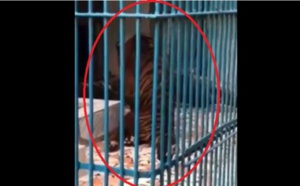 Parc de Hann: la vérité sur le tigre qui émeut la toile