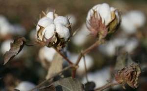 Sénégal: hausse de 11% du prix du kilo de coton payé au producteur