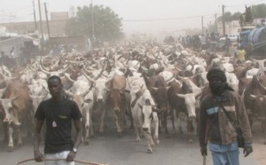 SPECIAL «BERNDE» CHEZ BETHIO : 818 bœufs, 102 cuisines dans 33 quartiers de Touba, 18 chameaux, plus de 500 moutons et coqs ( Photos)