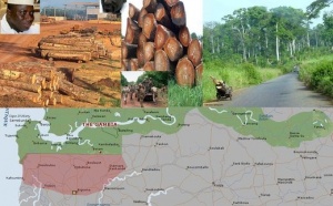 TRAFIC INTERNATIONAL DE BOIS EN CASAMANCE, VIA LA GAMBIE