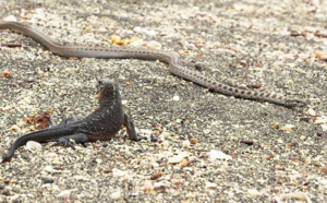 Iguane VS serpents : tension maximale - ZAPPING SAUVAGE