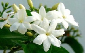 IL FLOTTE COMME UN PARFUM DE JASMIN SUR GALSEN!