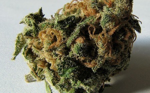 Un rapport souligne l’étendue du trafic de cannabis en Afrique