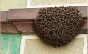 Des abeilles causent deux morts à Diourbel