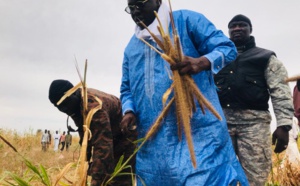Samuel Sarr a répondu à l'Appel de Serigne Saliou Mbacké pour les travaux champêtres des champs de Lagane