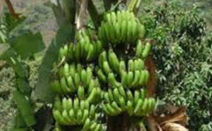 Agriculture: L’Etat a dégagé 2, 5 milliards pour l’autosuffisance en banane (officiel)