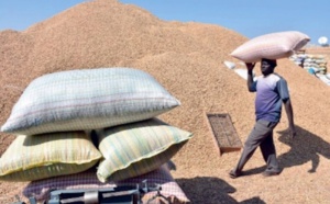 Campagne de commercialisation arachidière à Kaolack, les producteurs bradent leurs récoltes