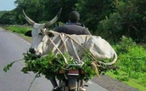 Arrêt sur image - A chacun ses vaches et le troupeau sera bien gardé