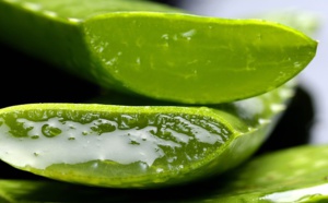 Dangers de la consommation d'aloe-vera