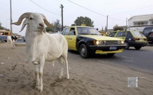THIES: Un enseignant se fait voler son mouton de baptême