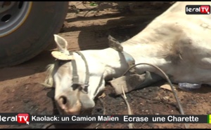 Kaolack: Les images insoutenables d'un charretier écrasé par un camion