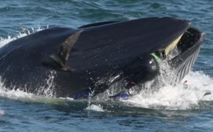 VIDEO - Afrique du Sud : une baleine avale un plongeur avant de le recracher vivant