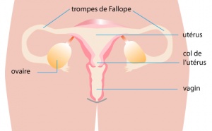 Stérilité féminine