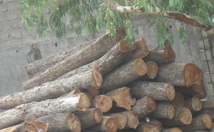 [Photos] Trafic d’arbres forestiers à la frontière Sénégalo-gambienne