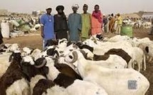 Foirail de Mbao : Les éleveurs se fâchent
