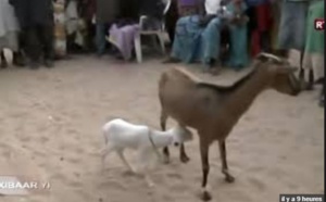 VIDEO - Incroyable mais vrai : Une chèvre accouche d’une agnelle à Gadaya