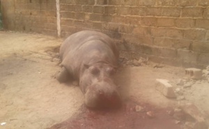 Kédougou : un hippopotame crée la panique dans la commune