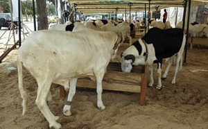 Recrudescence des vols de moutons « Ladoum »: Les éleveurs réclament des armes à feu