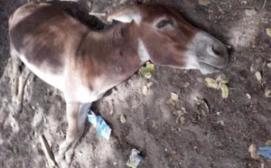 Grippe équine: 30 mille malades, près de 3 mille morts, 7 régions dans une zone rouge