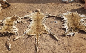 Kédougou:Trois trafiquants arrêtés avec des peaux de léopard