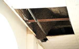 ESSAIM D’ABEILLES A LA MAIRIE DE TIVAOUANE  : La vie des agents menacée quotidiennement