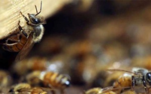 Kaffrine : les abeilles font encore des dégâts, 6 personnes évacuées à l’hôpital