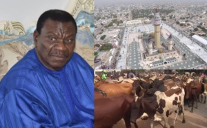 Au foirail de Dahra, les éleveurs de bœufs pleurent Cheikh Béthio : « Il nous achetait jusqu’à 500 têtes »
