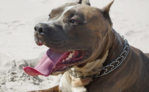 Attaques de pitbulls: « En cas de décès, un délit d'homicide involontaire pèse sur les propriétaires »