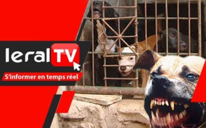Pikine Icotaf: Voici le Pitbull agresseur du talibé et les autres chiens isolés par les autorités