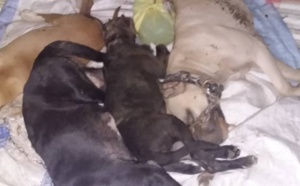 Les images des cadavres des chiens de race qui contredisent le sous-préfet Oumar Ndiaye