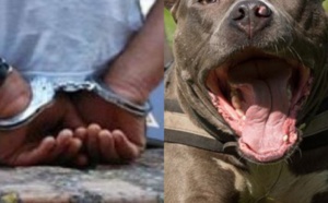 Attaque pitbull - Le père du proprio parle: « Mon fils est un éleveur de chiens…Les gens racontent des salades… »