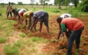 Campagne agricole : 75 mille tonnes de semences seront distribuées aux producteurs