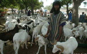 Apres la Tabaski, le mouton en reste en grande quantité dans les "Darales"