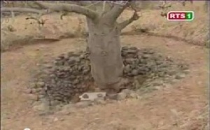Cérémonie de Ndëp au village de Yoff
