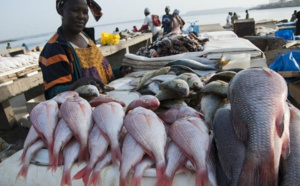 Exportation de farine de poisson: Greenpeace dénonce cette pratique