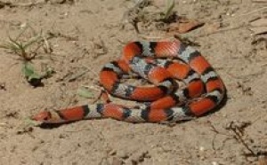 Touba Ndorong: Les serpents cohabitent avec les habitants