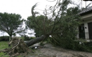Kédougou: Un arbre s’affaisse et tue deux personnes sur le coup