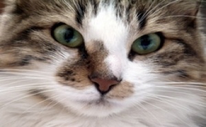 Incroyable! Un chat hérite de 10 millions d'euros
