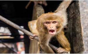 Yarakh: Un singe rouge « porteur d’un virus », sème la panique dans le quartier