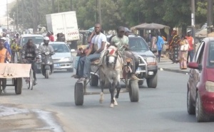 GREVE DES TRANSPORTEURS : Dakar roule en charrette et en Jakarta