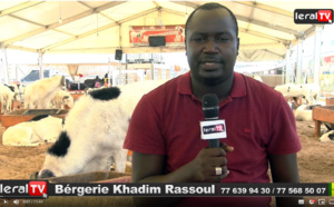 Tabaski 2019: A la découverte de la bergerie Khadim Rassoul, spécialiste du mouton "Ladoum"